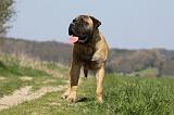 BULLMASTIFF 438